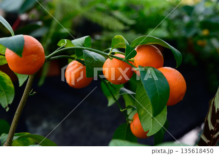 Pavlovsky bitter orange Citrus aurantium Pavlovsky cultivar with ripe orange fruits growing on branch with glossy green leaves Pavlovsky bitter orange Citrus aurantium Pavlovsky cultivar with ripe orange fruits growing on branch with glossy green leaves 135618450