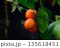 Pavlovsky bitter orange tree Citrus aurantium with many ripe fruits hanging on branches surrounded by lush green foliage 135618451