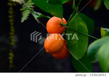 Pavlovsky bitter orange tree Citrus aurantium with many ripe fruits hanging on branches surrounded by lush green foliage 135618451