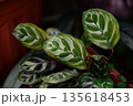 Close up of Calathea ornata leaves with elegant light stripes on glossy green surface. Tropical houseplant foliage detail with decorative pattern. 135618453