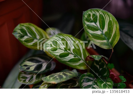 Close up of Calathea ornata leaves with elegant light stripes on glossy green surface. Tropical houseplant foliage detail with decorative pattern. 135618453