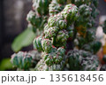 Detailed view of Cereus repandus monstrose branches with knobby irregular structure. Decorative cactus texture highlighting abnormal succulent growth. 135618456