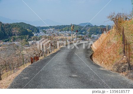 冬の明日香村風景　山腹の果樹園　奈良県 135618577