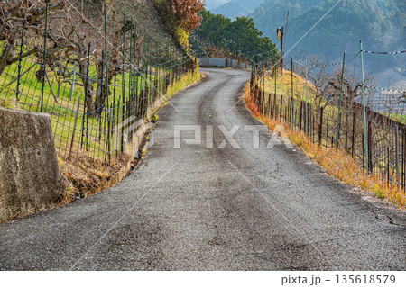 冬の明日香村風景　山腹の果樹園　奈良県 135618579
