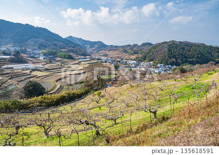 冬の明日香村風景　山腹の果樹園　奈良県 135618591