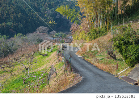 冬の明日香村風景　山腹の果樹園　奈良県 135618593