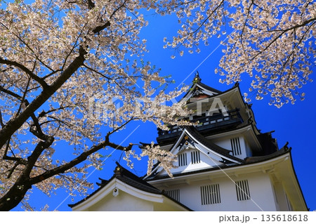 青空に映える桜 青空に映える桜 135618618