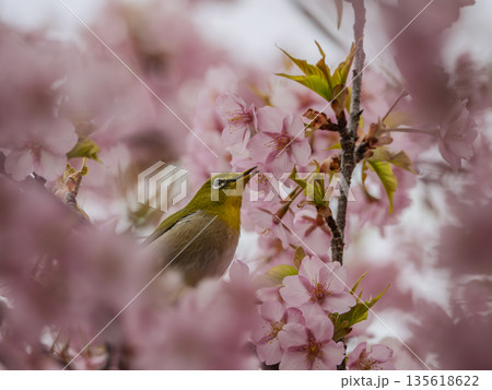 春空に恋して。桜を見上げるメジロの純真 135618622