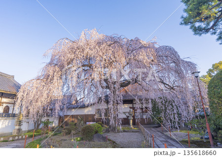 春の京都　本満寺のしだれ桜 135618660