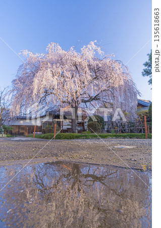 春の京都　本満寺のしだれ桜　リフレクション 135618663