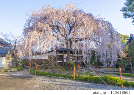 春の京都　本満寺のしだれ桜 135618665