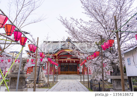 土佐稲荷神社　本殿　満開の桜（大阪市西区） 135618672
