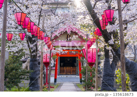 土佐稲荷神社 石宮神社 満開の桜(大阪市西区) 土佐稲荷神社 石宮神社 満開の桜(大阪市西区) 135618673