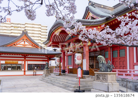 土佐稲荷神社　本殿　満開の桜（大阪市西区） 135618674