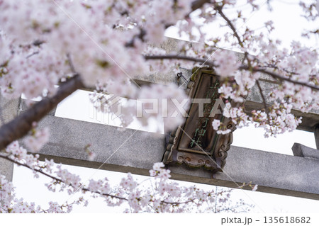 土佐稲荷神社　石鳥居　満開の桜（大阪市西区） 135618682