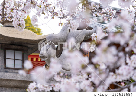 土佐稲荷神社　狛狐　満開の桜（大阪市西区） 135618684