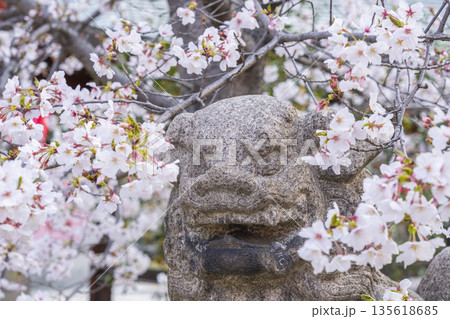 土佐稲荷神社 狛犬 満開の桜(大阪市西区) 土佐稲荷神社 狛犬 満開の桜(大阪市西区) 135618685