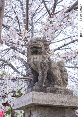 土佐稲荷神社 狛犬 満開の桜(大阪市西区) 土佐稲荷神社 狛犬 満開の桜(大阪市西区) 135618687