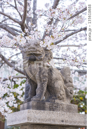 土佐稲荷神社　狛犬　満開の桜（大阪市西区） 135618688
