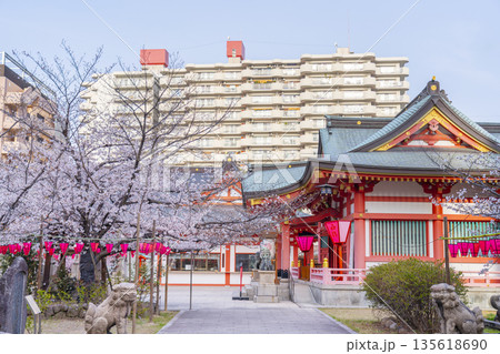 土佐稲荷神社 狛犬 本殿 満開の桜(大阪市西区) 土佐稲荷神社 狛犬 本殿 満開の桜(大阪市西区) 135618690