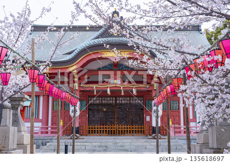 土佐稲荷神社 本殿 満開の桜(大阪市西区) 土佐稲荷神社 本殿 満開の桜(大阪市西区) 135618697