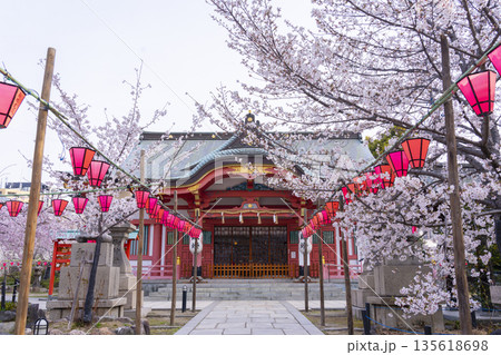 土佐稲荷神社　本殿　満開の桜（大阪市西区） 135618698