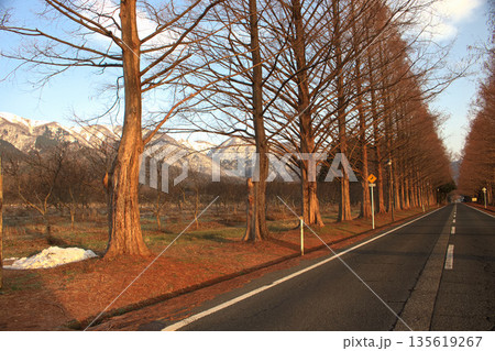 メタセコイヤ並木　滋賀県マキノ町 135619267
