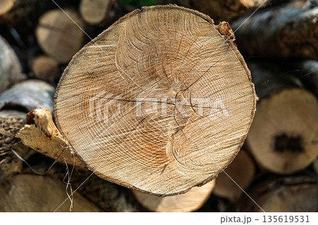 Close-Up of Tree Rings on Cut Log Provides a Textured and Natural Wooden Surface 135619531