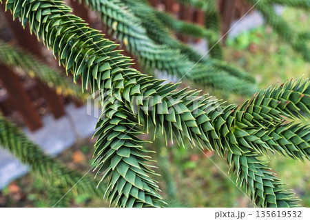 Intricate Monkey Puzzle Tree Branch A Study in Texture and Natural Geometry. Close up view. 135619532
