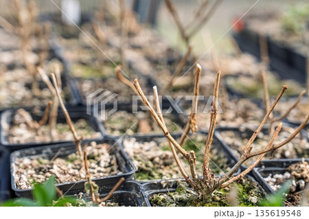 Dormant Hydrangea Plants in Pots Awaiting Spring Growth in Greenhouse Environment 135619548