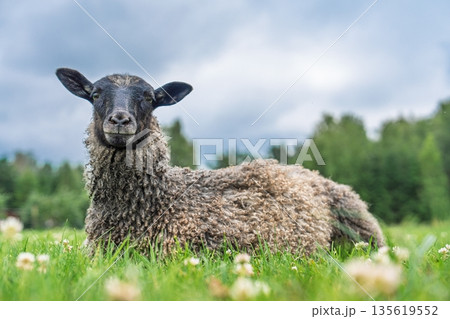 Content Sheep Resting in a Scenic Meadow Under Cloudy Skies, Animal Portrait View 135619552