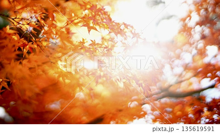 紅葉 紅葉 135619591