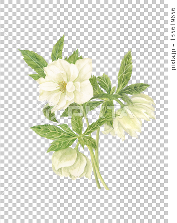 水彩風格的白色聖誕玫瑰花束 135619656