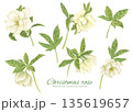 水彩で描いた白いクリスマスローズのカットイラスト 135619657