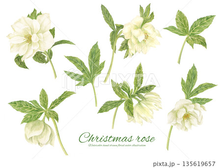 水彩で描いた白いクリスマスローズのカットイラスト 135619657
