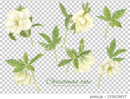 Watercolor cartoon of a white Christmas rose 135619657