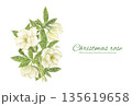 水彩で描いた白いクリスマスローズの花束 135619658