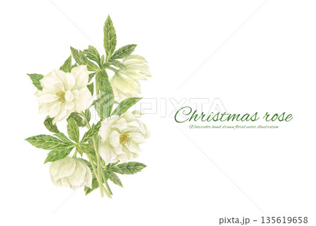 水彩で描いた白いクリスマスローズの花束 135619658
