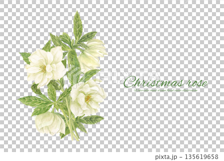 水彩で描いた白いクリスマスローズの花束 135619658