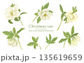 水彩で描いた白いクリスマスローズのカットイラスト 135619659