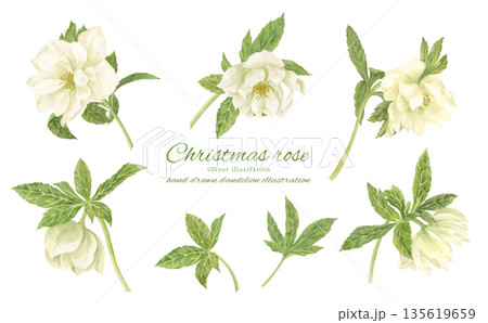 水彩で描いた白いクリスマスローズのカットイラスト 135619659