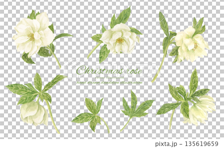 水彩で描いた白いクリスマスローズのカットイラスト 135619659