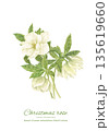 水彩で描いた白いクリスマスローズのカットイラスト 135619660