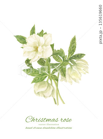 水彩で描いた白いクリスマスローズのカットイラスト 135619660