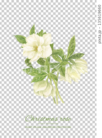 Watercolor cartoon of a white Christmas rose 135619660