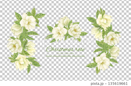 水彩で描いた白いクリスマスローズのフレーム 135619661