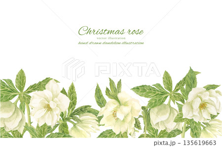 水彩で描いた白いクリスマスローズのフレーム 135619663
