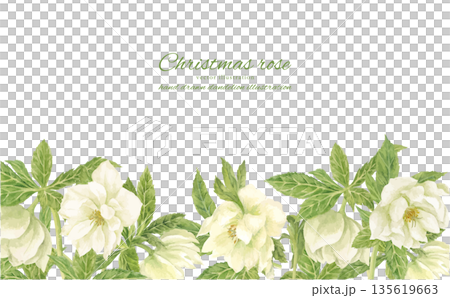 水彩で描いた白いクリスマスローズのフレーム 135619663