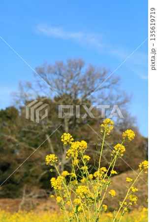 青空を浴びる菜の花 青空を浴びる菜の花 135619719