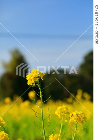 青空を浴びる菜の花 青空を浴びる菜の花 135619725